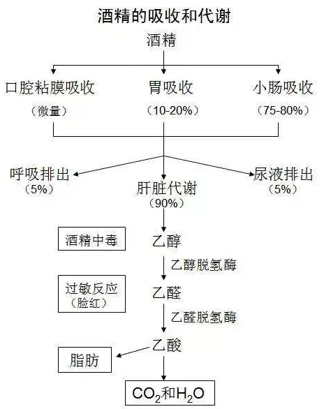 喝多少酒開(kāi)車算酒駕?喝完酒多久能開(kāi)車?這組數(shù)據(jù),都說(shuō)明白了